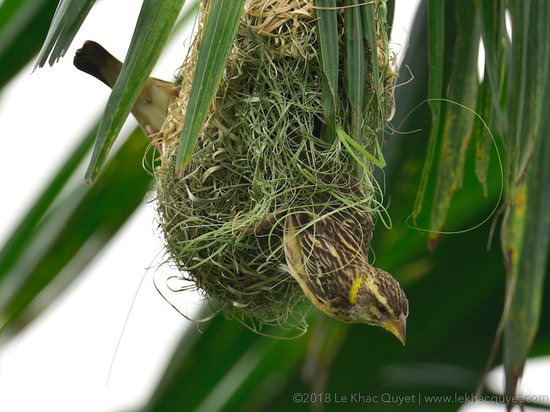 Birds of Vietnam
