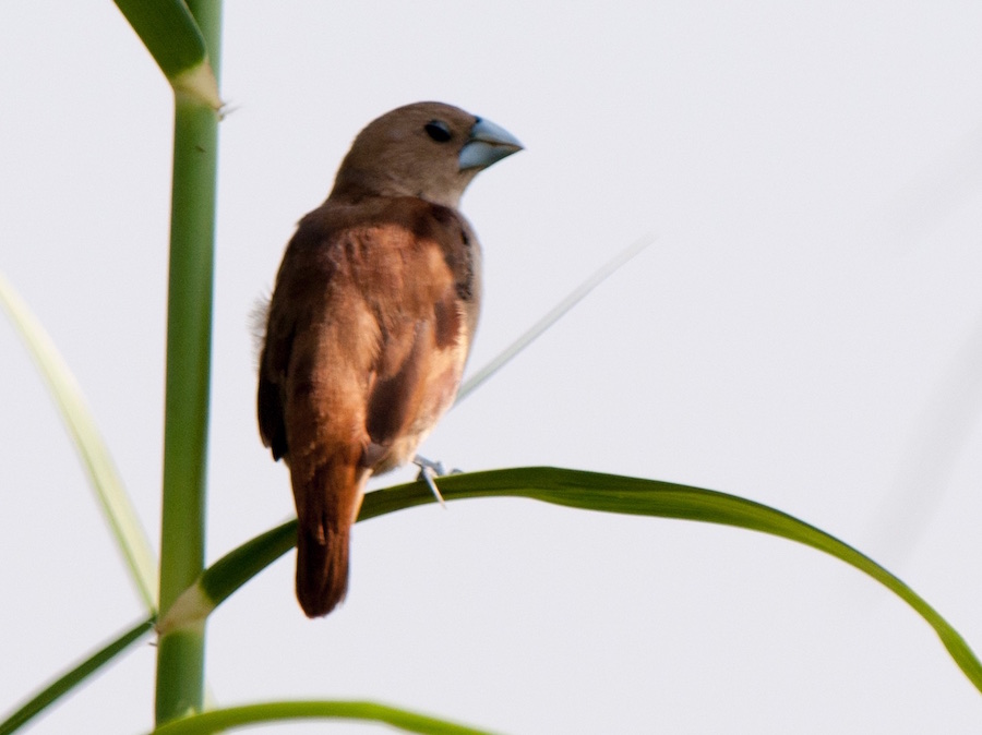 Birds of Vietnam