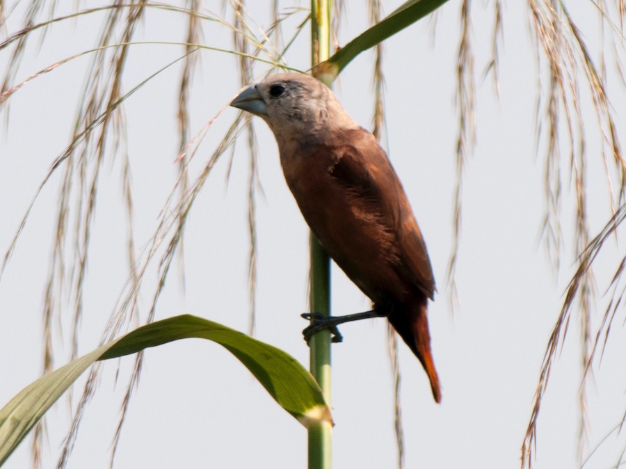 Birds of Vietnam