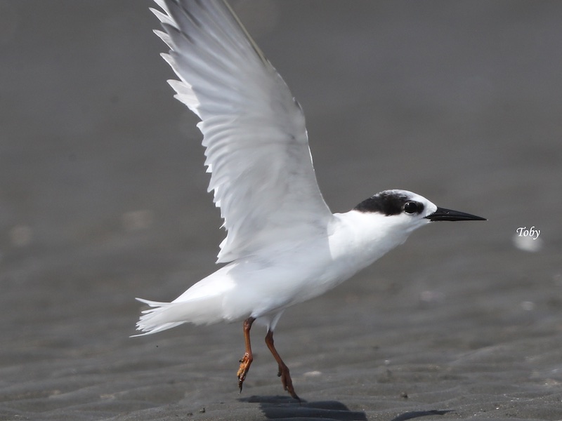 Birds of Vietnam