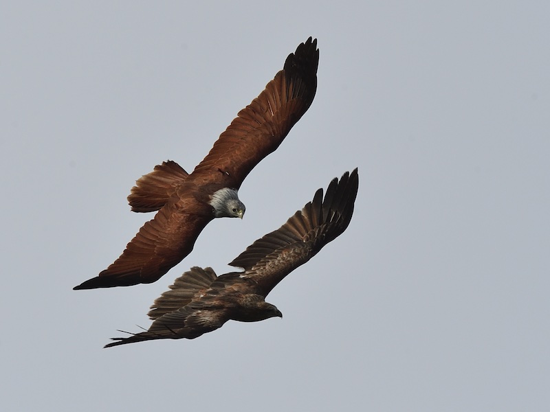 Birds of Vietnam