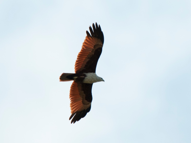 Birds of Vietnam