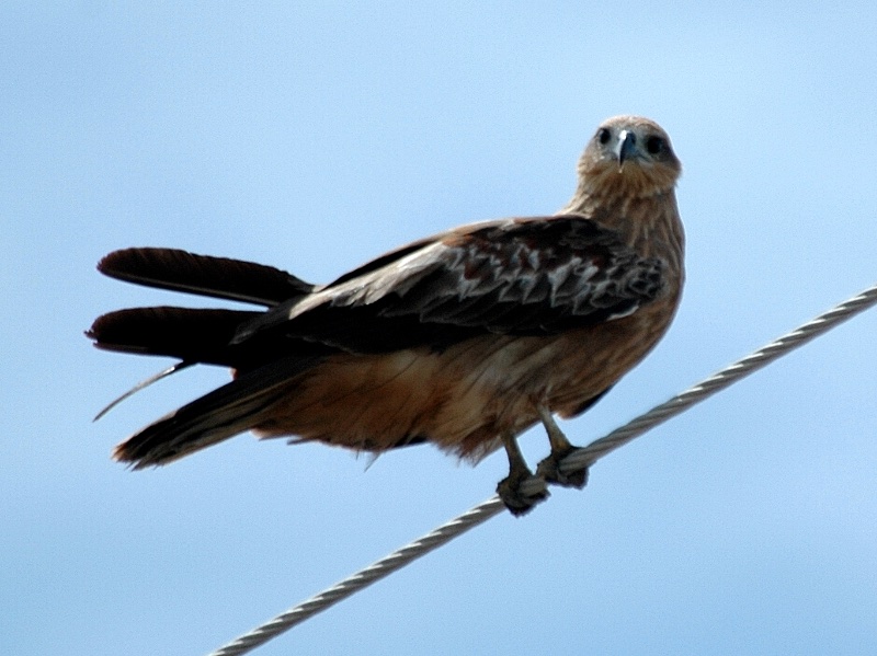 Birds of Vietnam