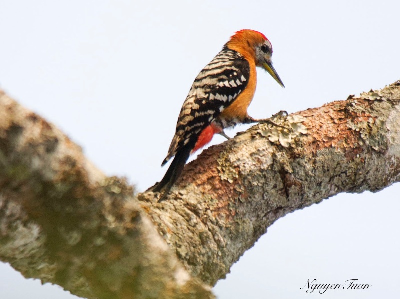 Birds of Vietnam