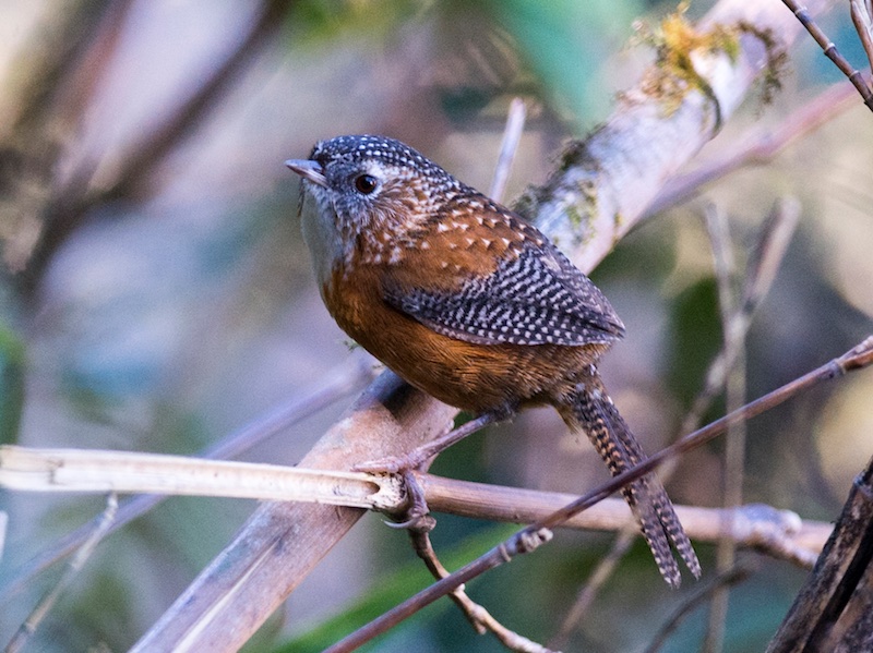 Birds of Vietnam