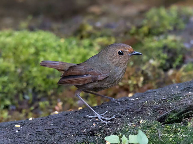 Birds of Vietnam