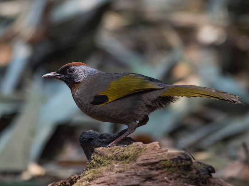 Birds of Vietnam