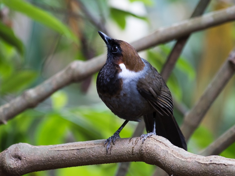 Birds of Vietnam