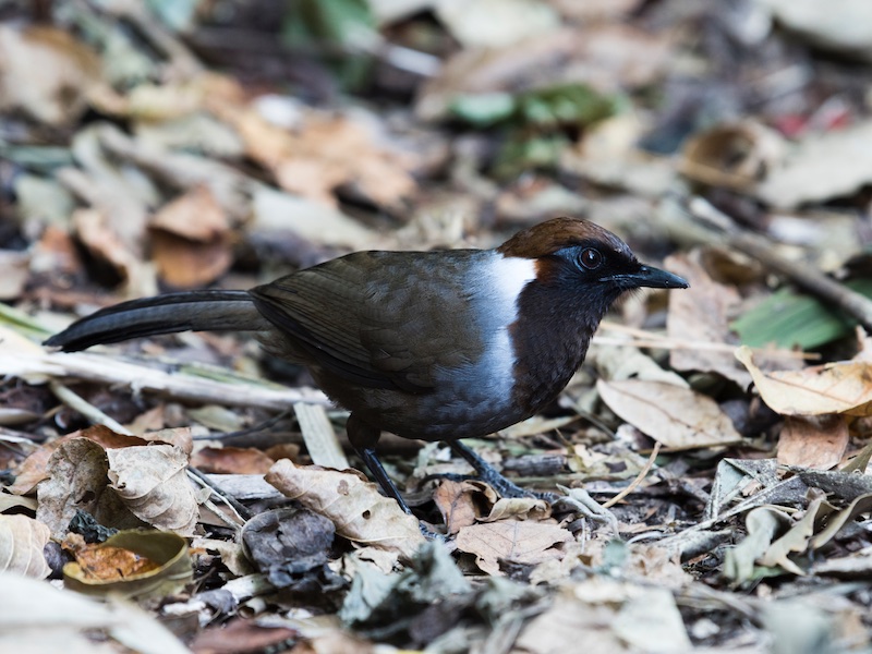Birds of Vietnam