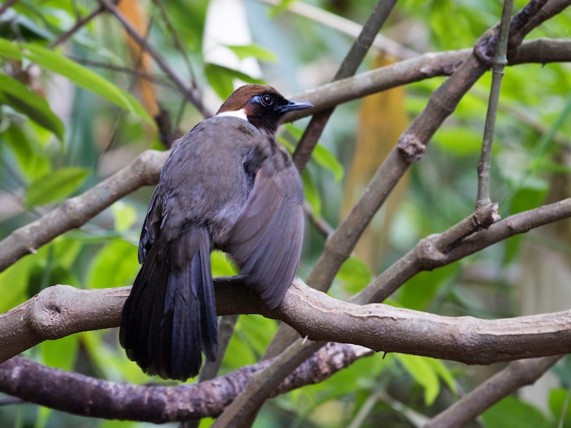 Birds of Vietnam