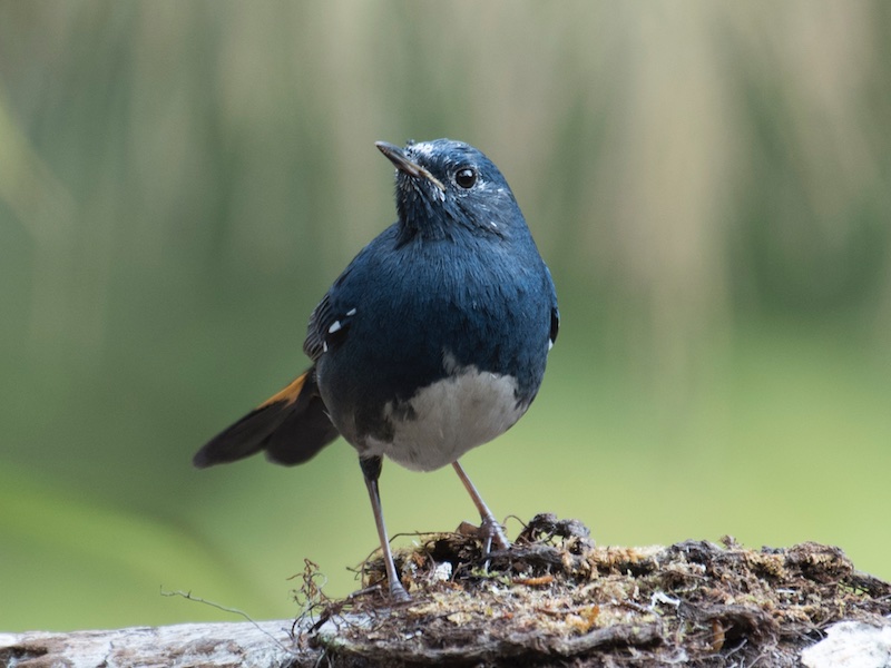 Birds of Vietnam
