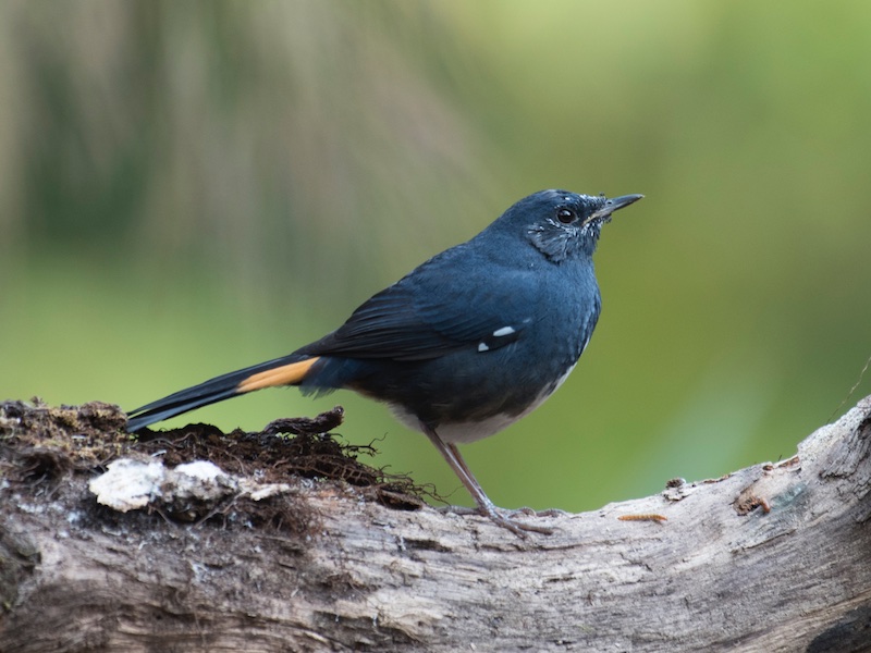 Birds of Vietnam