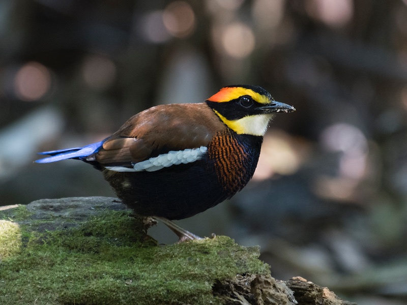 Malayan Banded Pitta
