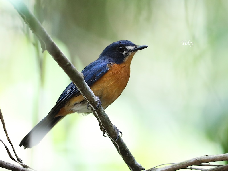 Birds of Vietnam