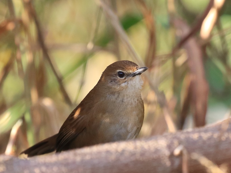 Birds of Vietnam