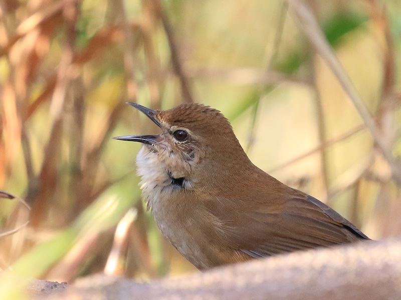 Birds of Vietnam