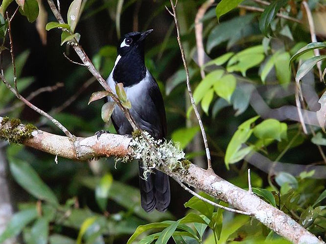 Birds of Vietnam