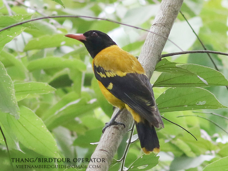 Birds of Vietnam