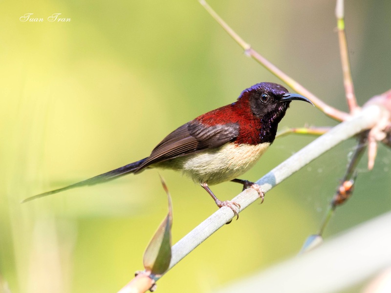 Birds of Vietnam