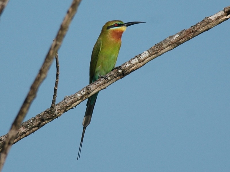 Birds of Vietnam