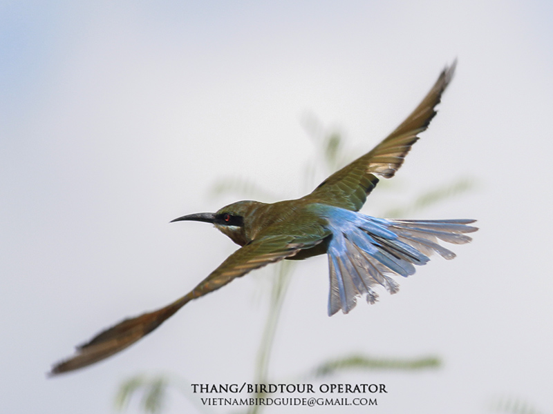 Birds of Vietnam