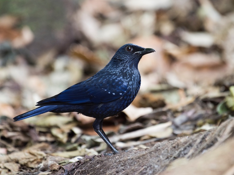 Birds of Vietnam