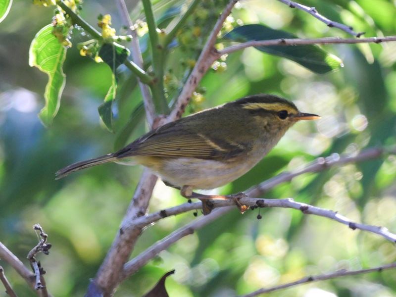 Birds of Vietnam