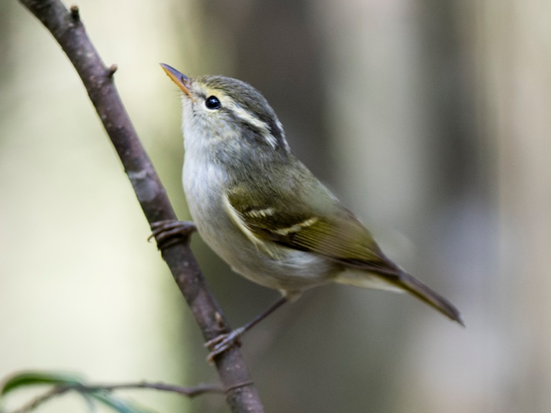 Birds of Vietnam