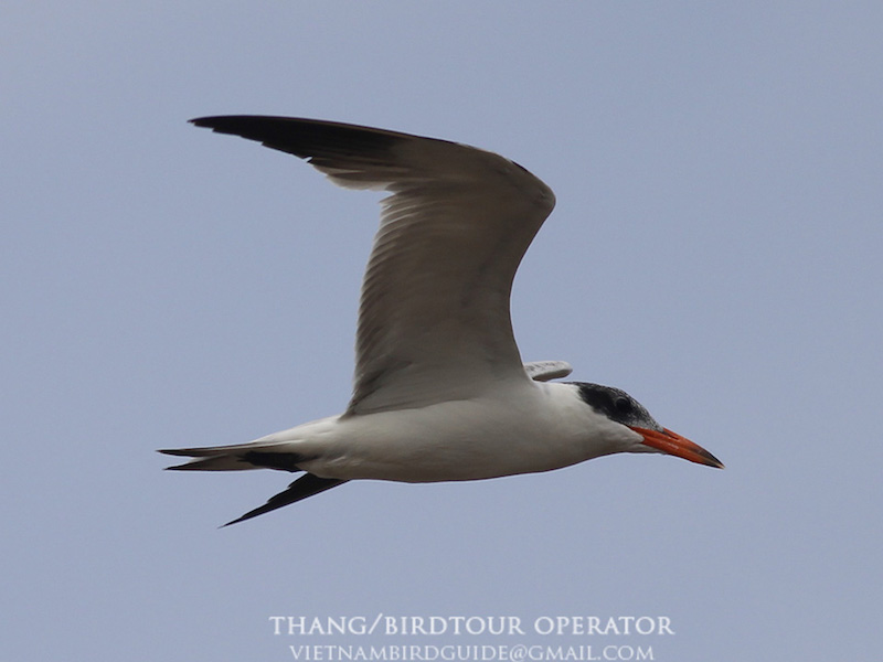 Birds of Vietnam