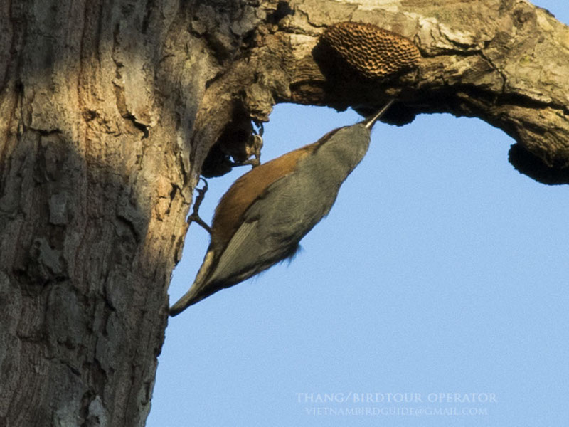 Birds of Vietnam