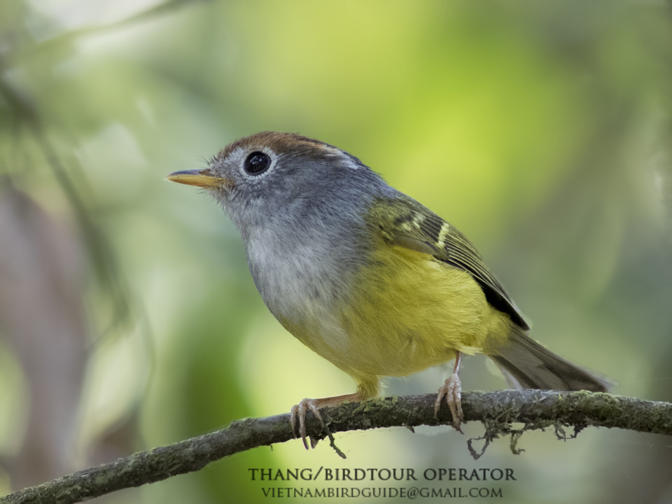 Birds of Vietnam