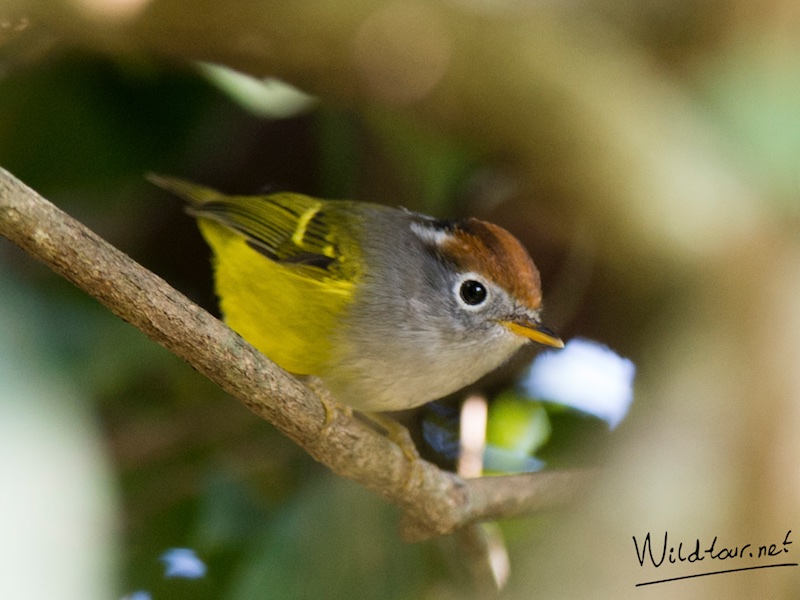 Birds of Vietnam