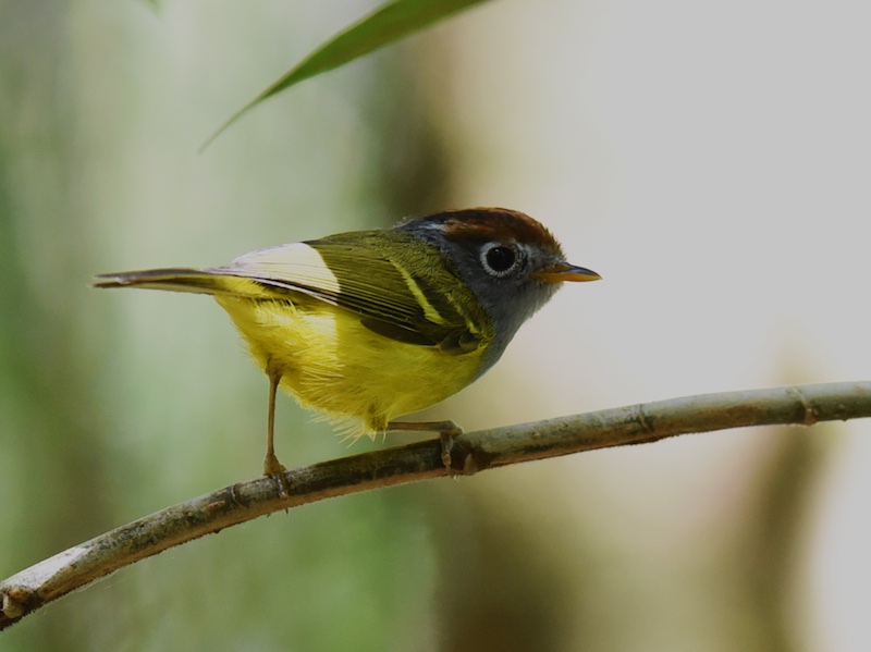 Birds of Vietnam