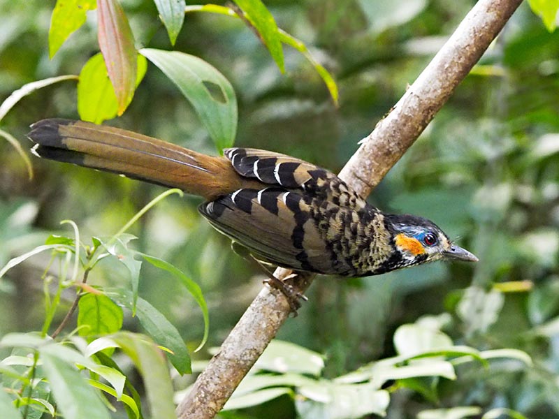 Birds of Vietnam
