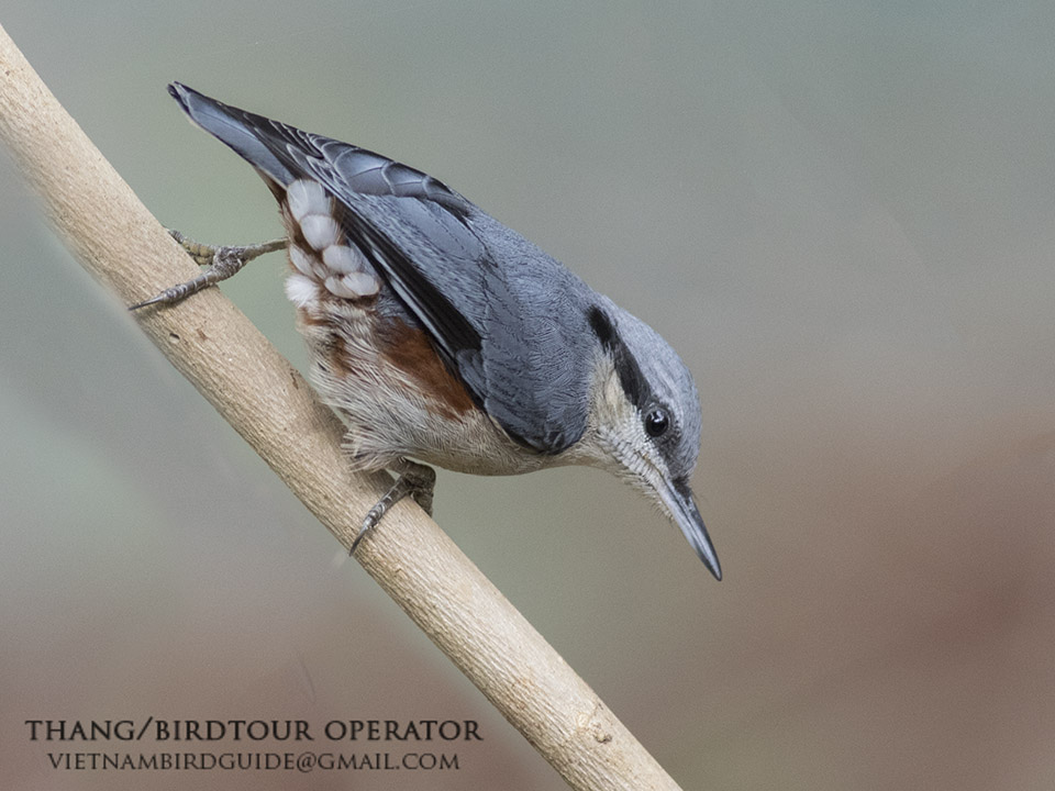 Birds of Vietnam