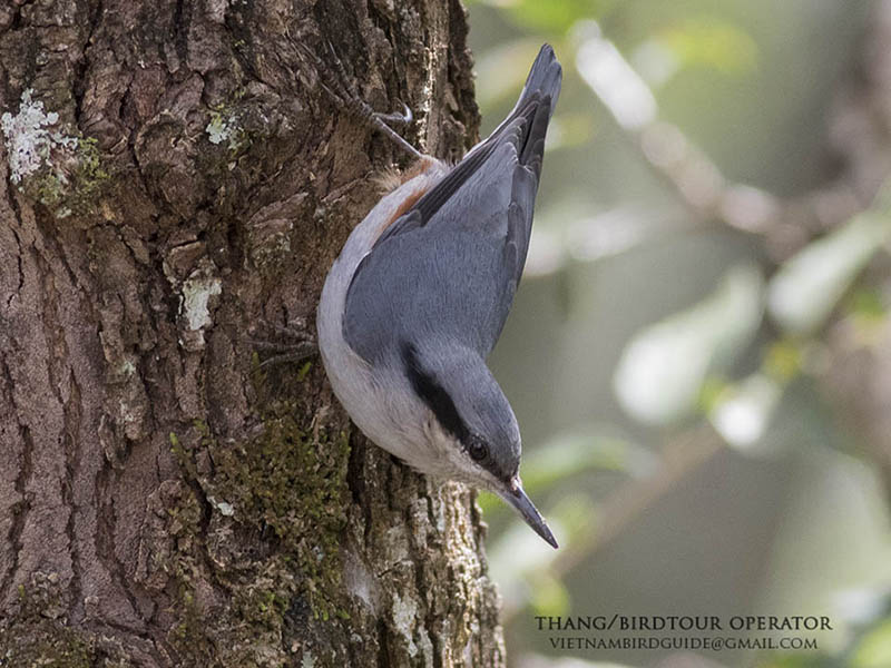 Birds of Vietnam