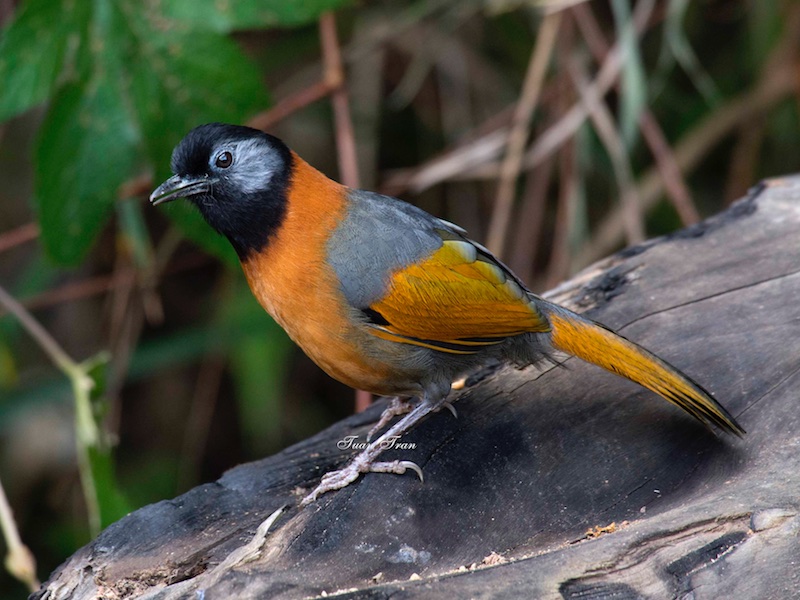 Birds of Vietnam