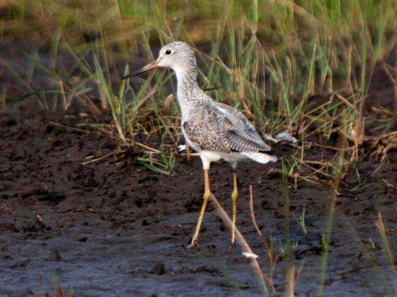 Birds of Vietnam