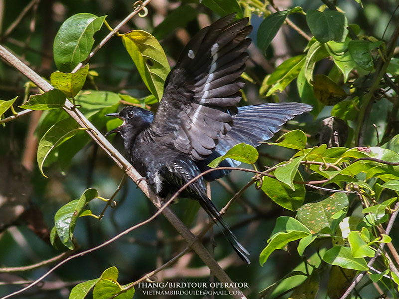Birds of Vietnam