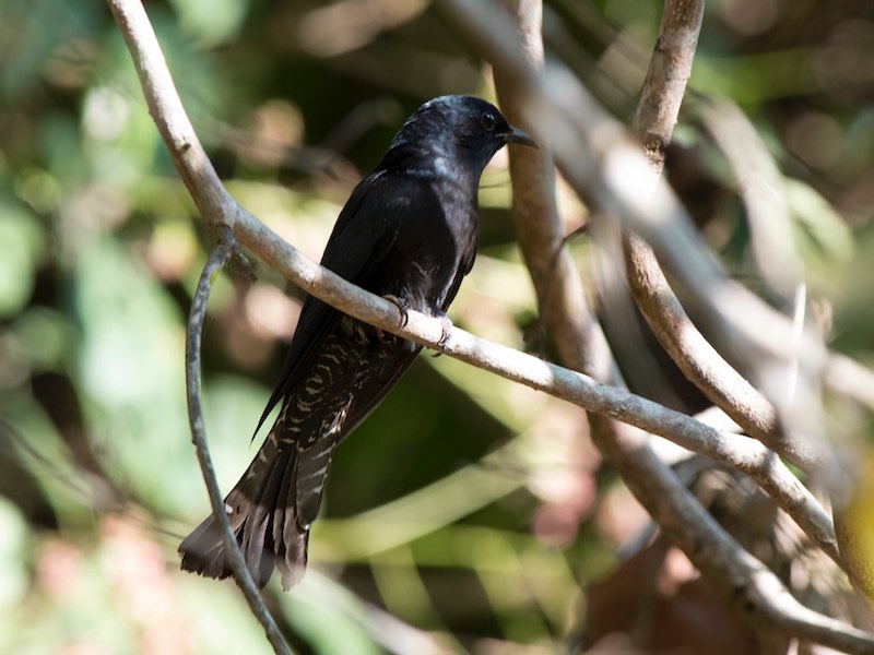 Birds of Vietnam