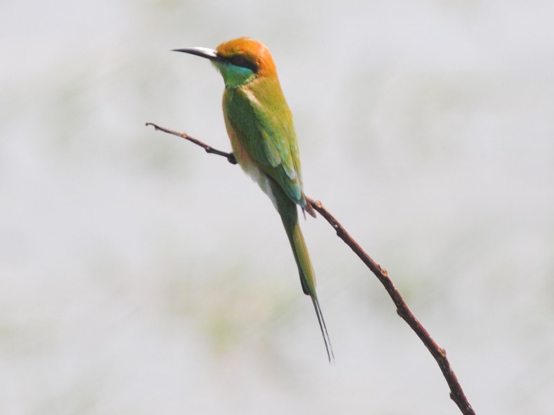 Birds of Vietnam