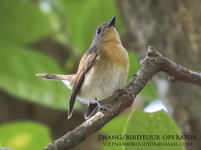 Birds of Vietnam
