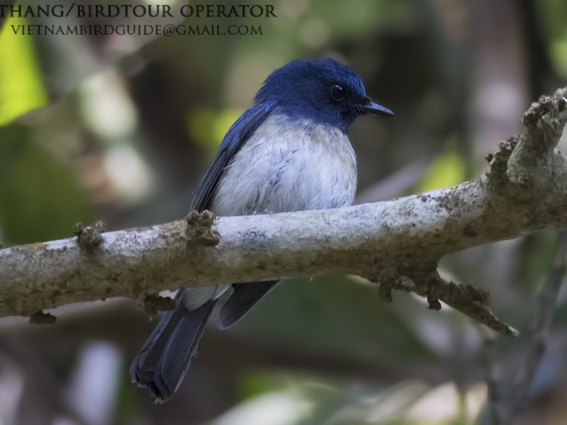 Birds of Vietnam