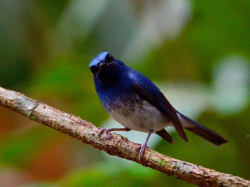 Birds of Vietnam