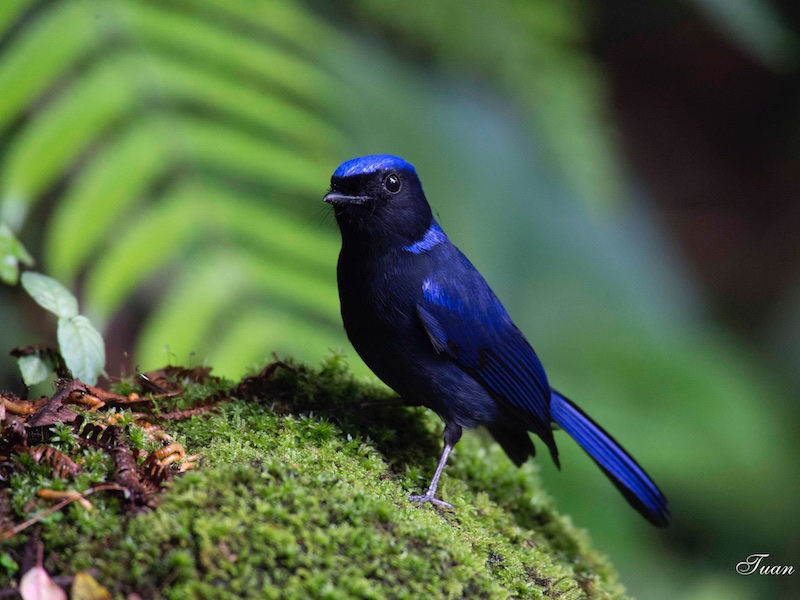 Birds of Vietnam