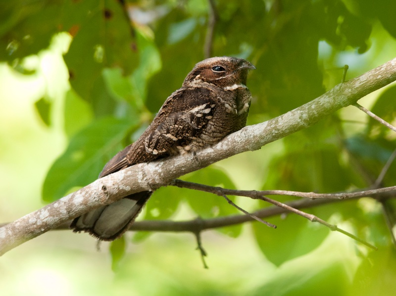 Birds of Vietnam