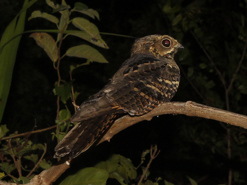 Birds of Vietnam