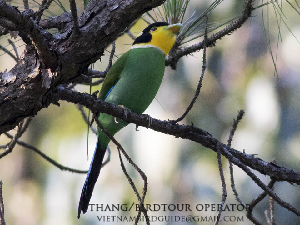 Birds of Vietnam