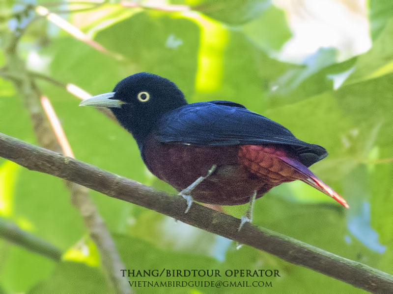 Birds of Vietnam