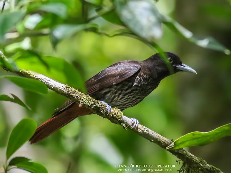 Birds of Vietnam